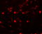 Putative E3 ubiquitin-protein ligase SH3RF2 antibody, 5887, ProSci, Immunofluorescence image 