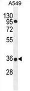 Proline Rich 19 antibody, AP53459PU-N, Origene, Western Blot image 