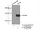 Pumilio homolog 1 antibody, 26256-1-AP, Proteintech Group, Immunoprecipitation image 