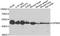 RUNX Family Transcription Factor 3 antibody, orb247886, Biorbyt, Western Blot image 
