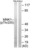 MAP kinase-interacting serine/threonine-protein kinase 1 antibody, LS-C199270, Lifespan Biosciences, Western Blot image 