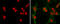 SRY-Box 2 antibody, GTX627405, GeneTex, Immunofluorescence image 