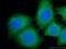 High molecular weight kininogen antibody, 66123-1-Ig, Proteintech Group, Immunofluorescence image 