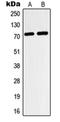 Hypoxia-inducible factor 3-alpha antibody, orb215263, Biorbyt, Western Blot image 