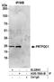 Phosphoribosyl Transferase Domain Containing 1 antibody, A305-706A-M, Bethyl Labs, Immunoprecipitation image 