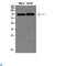 Dopachrome Tautomerase antibody, LS-C813833, Lifespan Biosciences, Western Blot image 