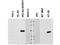 NADPH oxidase organizer 1 antibody, A05047, Boster Biological Technology, Western Blot image 