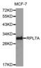 Ribosomal Protein L7a antibody, abx004549, Abbexa, Western Blot image 