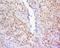 Zinc Finger Protein 619 antibody, orb158815, Biorbyt, Immunohistochemistry paraffin image 