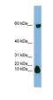 Statherin antibody, orb324983, Biorbyt, Western Blot image 
