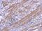 Cartilage Acidic Protein 1 antibody, PA5-78519, Invitrogen Antibodies, Immunohistochemistry frozen image 