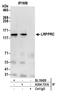 Leucine Rich Pentatricopeptide Repeat Containing antibody, A304-731A, Bethyl Labs, Immunoprecipitation image 
