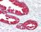 NDUFA4 Mitochondrial Complex Associated antibody, orb95488, Biorbyt, Immunohistochemistry paraffin image 