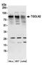 TGN51 antibody, A304-434A, Bethyl Labs, Western Blot image 