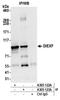 UTP25 Small Subunit Processor Component antibody, A305-123A, Bethyl Labs, Immunoprecipitation image 