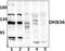 DEAH-Box Helicase 36 antibody, PA5-75159, Invitrogen Antibodies, Western Blot image 