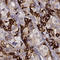 GPR50 antibody, HPA054678, Atlas Antibodies, Immunohistochemistry frozen image 