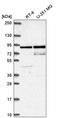 Scm-like with four MBT domains protein 1 antibody, HPA064564, Atlas Antibodies, Western Blot image 