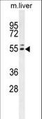 INSC Spindle Orientation Adaptor Protein antibody, LS-C165252, Lifespan Biosciences, Western Blot image 