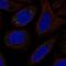 Cytochrome P450 Family 27 Subfamily C Member 1 antibody, NBP2-68789, Novus Biologicals, Immunofluorescence image 