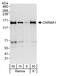 Caspase recruitment domain-containing protein 11 antibody, A302-542A, Bethyl Labs, Western Blot image 