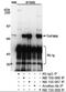 TATA-binding protein-associated factor 2N antibody, NB100-566, Novus Biologicals, Immunoprecipitation image 