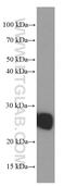 Hydroxysteroid 17-Beta Dehydrogenase 10 antibody, 60069-1-Ig, Proteintech Group, Western Blot image 