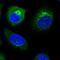 Tumor Protein P53 Inducible Protein 11 antibody, PA5-63940, Invitrogen Antibodies, Immunofluorescence image 