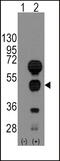 GATA Binding Protein 4 antibody, 57-445, ProSci, Western Blot image 