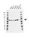 Eukaryotic Translation Initiation Factor 2A antibody, VMA00644, Bio-Rad (formerly AbD Serotec) , Western Blot image 