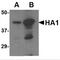 Avian Influenza Hemagglutinin 2 antibody, MBS150283, MyBioSource, Western Blot image 