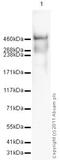 Apolipoprotein B antibody, ab7616, Abcam, Western Blot image 