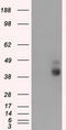 Basigin (Ok Blood Group) antibody, TA501160, Origene, Western Blot image 