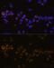 Killer Cell Lectin Like Receptor C4 antibody, GTX66291, GeneTex, Immunofluorescence image 