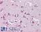 SCH antibody, LS-B2336, Lifespan Biosciences, Immunohistochemistry paraffin image 