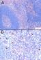 FOXP3 antibody, LS-C20158, Lifespan Biosciences, Immunohistochemistry frozen image 