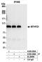 MTHFD1 antibody, A305-286A, Bethyl Labs, Immunoprecipitation image 