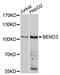 BEN Domain Containing 3 antibody, abx126842, Abbexa, Western Blot image 