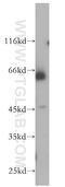 Protein Inhibitor Of Activated STAT 4 antibody, 18469-1-AP, Proteintech Group, Western Blot image 