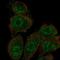 SH3 Domain Containing 19 antibody, NBP2-56246, Novus Biologicals, Immunofluorescence image 