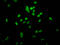 H12 antibody, LS-C670332, Lifespan Biosciences, Immunofluorescence image 