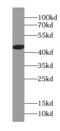 Migration And Invasion Inhibitory Protein antibody, FNab04195, FineTest, Western Blot image 