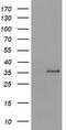 Short Chain Dehydrogenase/Reductase Family 9C Member 7 antibody, LS-C172392, Lifespan Biosciences, Western Blot image 