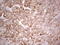 Sulfite oxidase, mitochondrial antibody, M05838, Boster Biological Technology, Immunohistochemistry paraffin image 