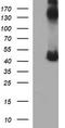 Calreticulin 3 antibody, CF505873, Origene, Western Blot image 
