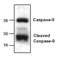 Caspase 9 antibody, ALX-210-815-C100, Enzo Life Sciences, Western Blot image 