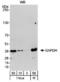 GAPDH antibody, TA336631, Origene, Western Blot image 