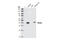 Wnt Family Member 3A antibody, 2391S, Cell Signaling Technology, Western Blot image 