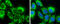 Mitochondrial glutamate carrier 1 antibody, GTX110700, GeneTex, Immunofluorescence image 