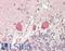 Tachykinin 3 antibody, LS-B13893, Lifespan Biosciences, Immunohistochemistry paraffin image 